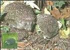 № 760 MC3 - From The Red Book of the Republic of Moldova: Fauna 2011