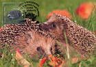 № 760 MC5 - European Hedgehog (Erinaceus europaeus)