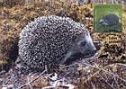 № 760 MC6 - European Hedgehog (Erinaceus europaeus)