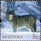 Grey Wolf (Canis lupus)