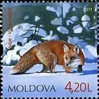 Red Fox (Vulpes vulpes)