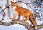 № 762 MC5 - Red Fox (Vulpes vulpes)