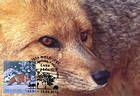 № 762 MC6 - Red Fox (Vulpes vulpes)