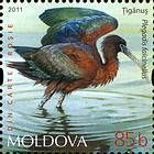 Glossy Ibis (Plegadis falcinellus)
