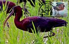 № 763 MC1 - From The Red Book of the Republic of Moldova: Fauna 2011