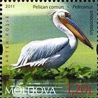 Pelican (Pelecanus)