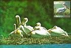 № 764 MC1 - From The Red Book of the Republic of Moldova: Fauna 2011