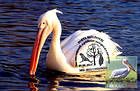 № 764 MC2 - From The Red Book of the Republic of Moldova: Fauna 2011