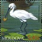 Eurasian Spoonbill (Platalea leucorodia)