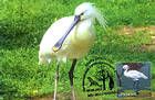 № 765 MC1 - From The Red Book of the Republic of Moldova: Fauna 2011