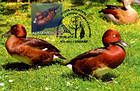 № 766 MC1 - From The Red Book of the Republic of Moldova: Fauna 2011