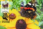 № 77 MC3 - Red Admiral