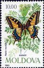 Old World Swallowtail