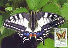 № 78 MC3 - Butterfly