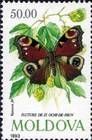 Peacock Butterfly