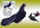 № 799 MC1 - Breeds of Pigeon 2012