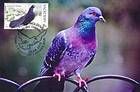 № 799 MC3 - Breeds of Pigeon 2012