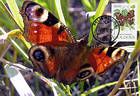 № 79 MC1 - Butterflies and Moth (I) 1993