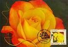 № 806 MC2 - Roses 2012
