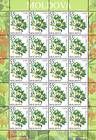 № 823 Kb - Fruiting Shrubs 2013