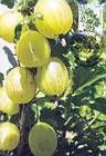 № 823 MC1 - Fruiting Shrubs 2013