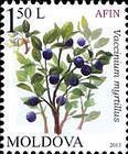 Bilberry