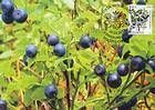 № 824 MC1 - Fruiting Shrubs 2013