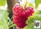 № 826 MC1 - Fruiting Shrubs 2013
