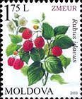 Red Raspberry