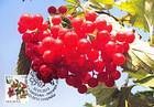 № 825 MC1 - Fruiting Shrubs 2013