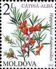 Sea Buckthorn