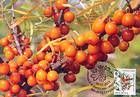 № 827 MC1 - Fruiting Shrubs 2013