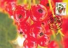 № 828 MC1 - Fruiting Shrubs 2013