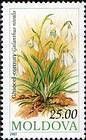 Common Snowdrop