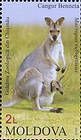 Red-Necked or Bennetts Wallaby