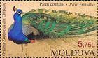 Indian Peacock