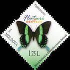 Papilio Blumei (Peacock or Green Swallotail Butterfly)