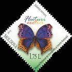 Salamis / Protogoniomorpha Temora (Blue Mother-of-Peal Butterfly)