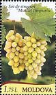 «Muscat Timpuriu» (Early Muscat)
