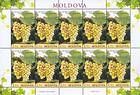 № 849 Kb - Grapes of Moldova: «Muscat Timpuriu» (Early Muscat) 2013