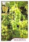 № 849 MC1 - Grapes of Moldova: «Muscat Timpuriu» (Early Muscat) 2013