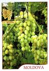 № 849 MC2 - Grapes of Moldova: «Muscat Timpuriu» (Early Muscat) 2013
