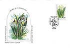 Galanthus Snowdrop