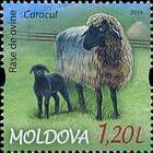 Karakul Sheep