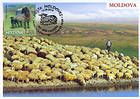 № 877 MC1 - Breeds of Sheep 2014