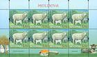 № 878 Kb - Țigaie Sheep