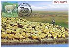 № 878 MC1 - Breeds of Sheep 2014