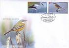 Western Yellow Wagtail (Motacilla flava)
