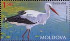 White Stork (Ciconia ciconia)