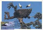 White Storks